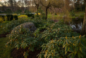 Japanese-Garden-Rhododendron